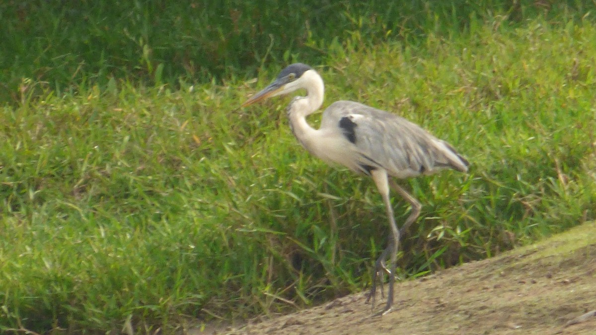 Cocoireiher - ML646187791