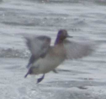 Krickente - ML646187793