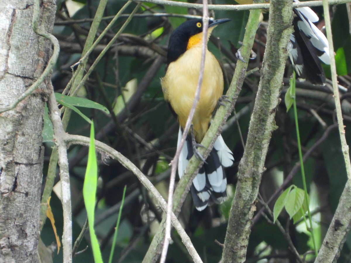 Rohrspötter - ML646187794