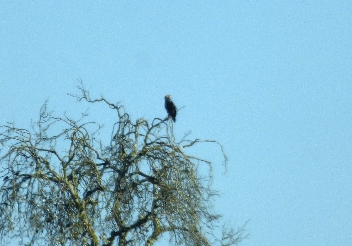 Spanish Eagle - ML646187796