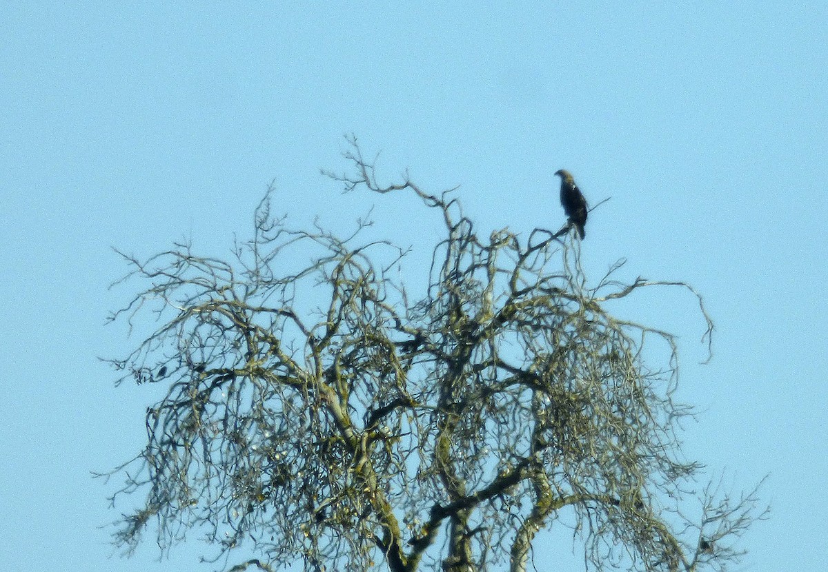 Spanish Eagle - ML646187797