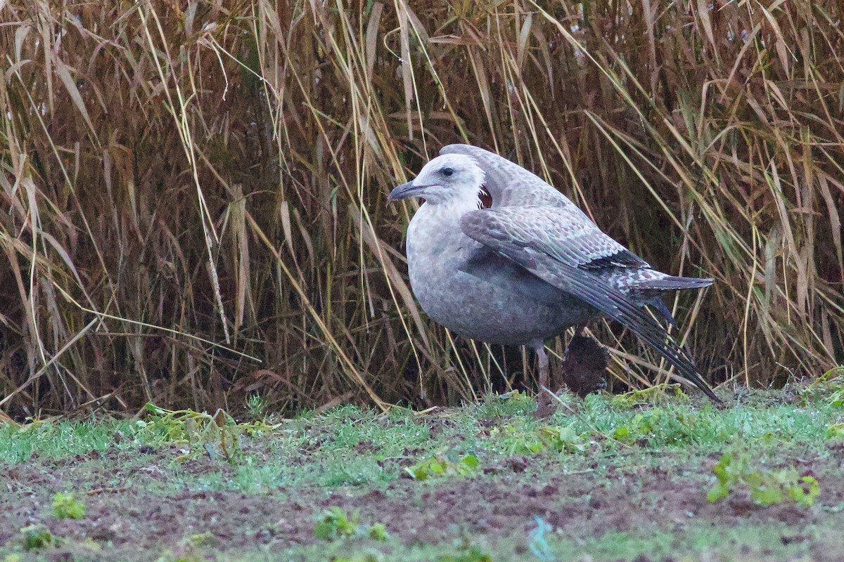 Kanadamöwe - ML646187798