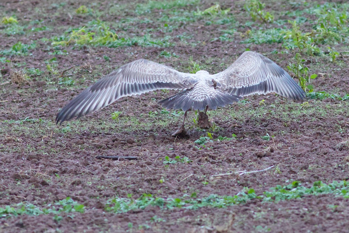 Kanadamöwe - ML646187799