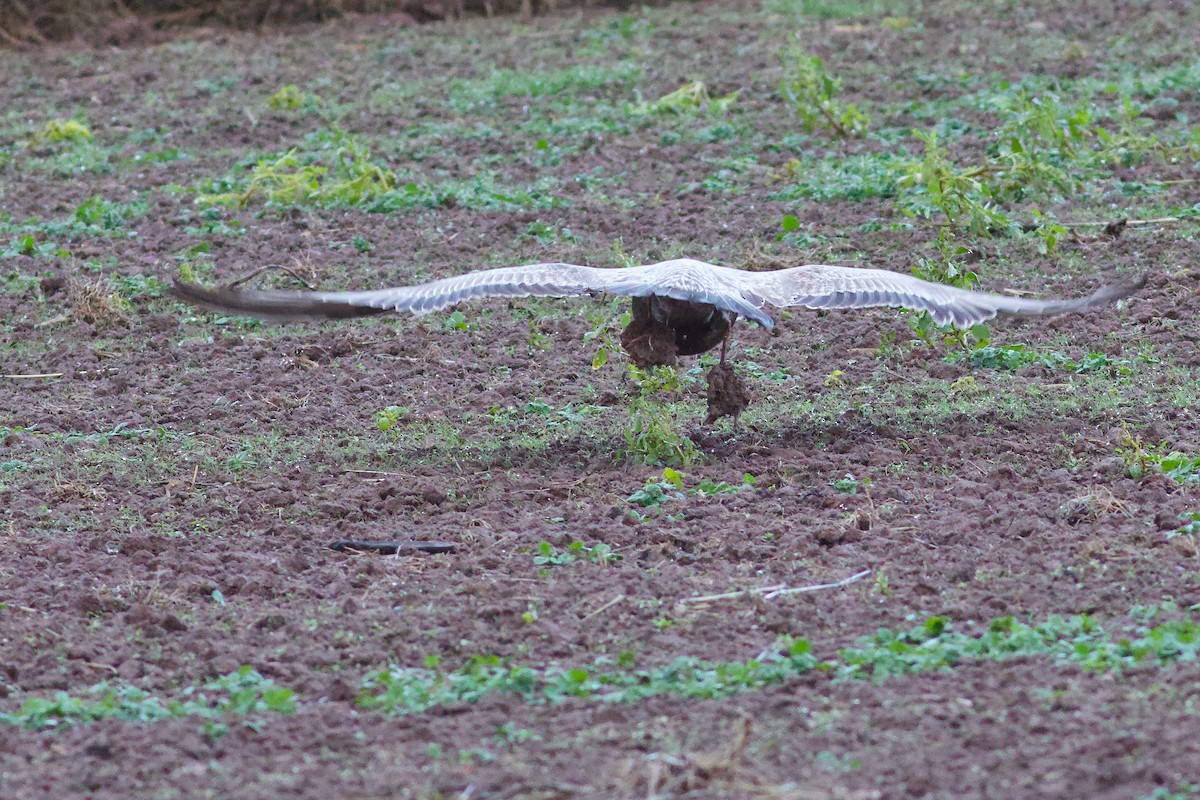 Kanadamöwe - ML646187800