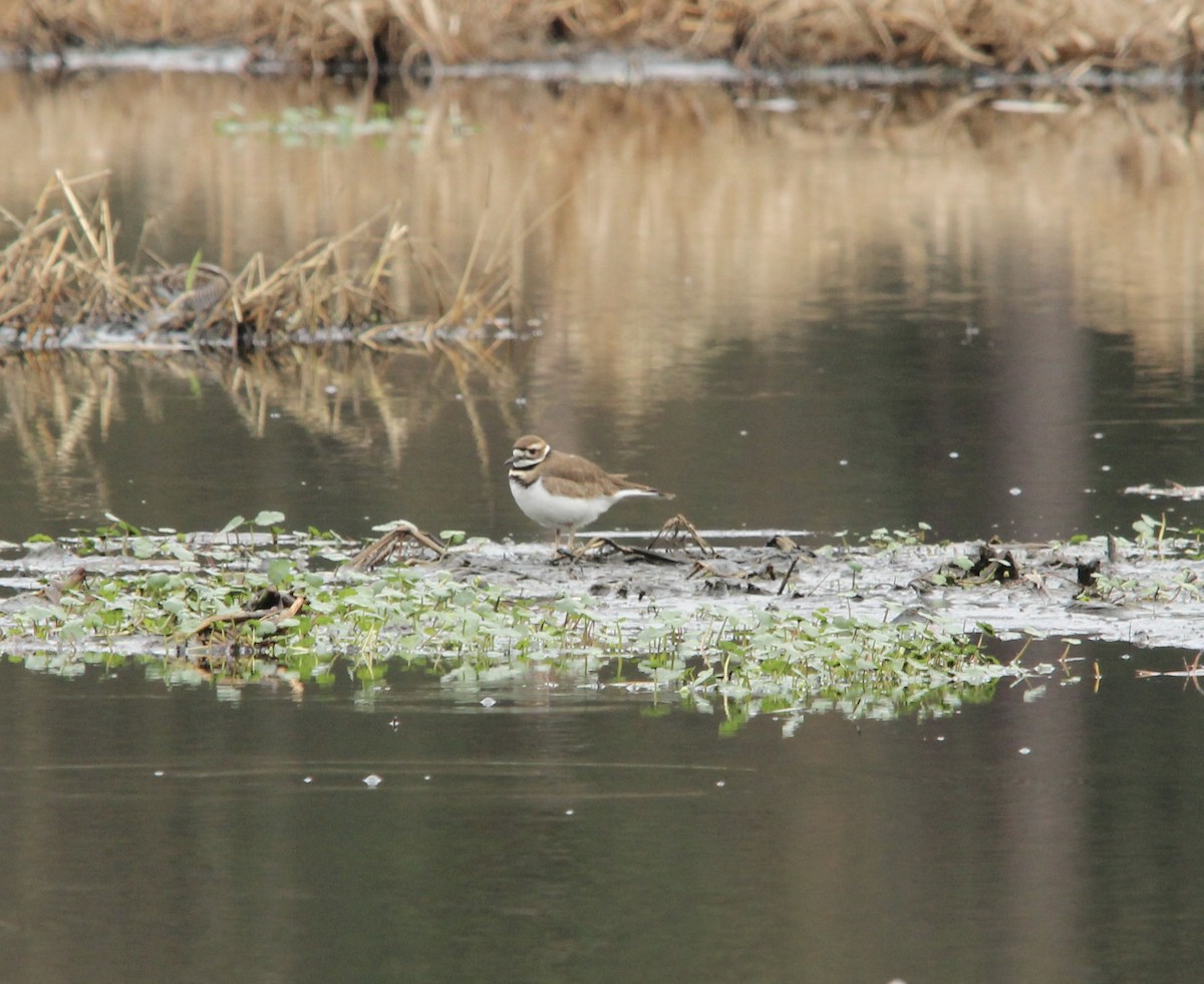 Keilschwanz-Regenpfeifer - ML646187801
