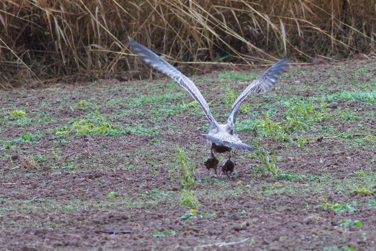 Kanadamöwe - ML646187802