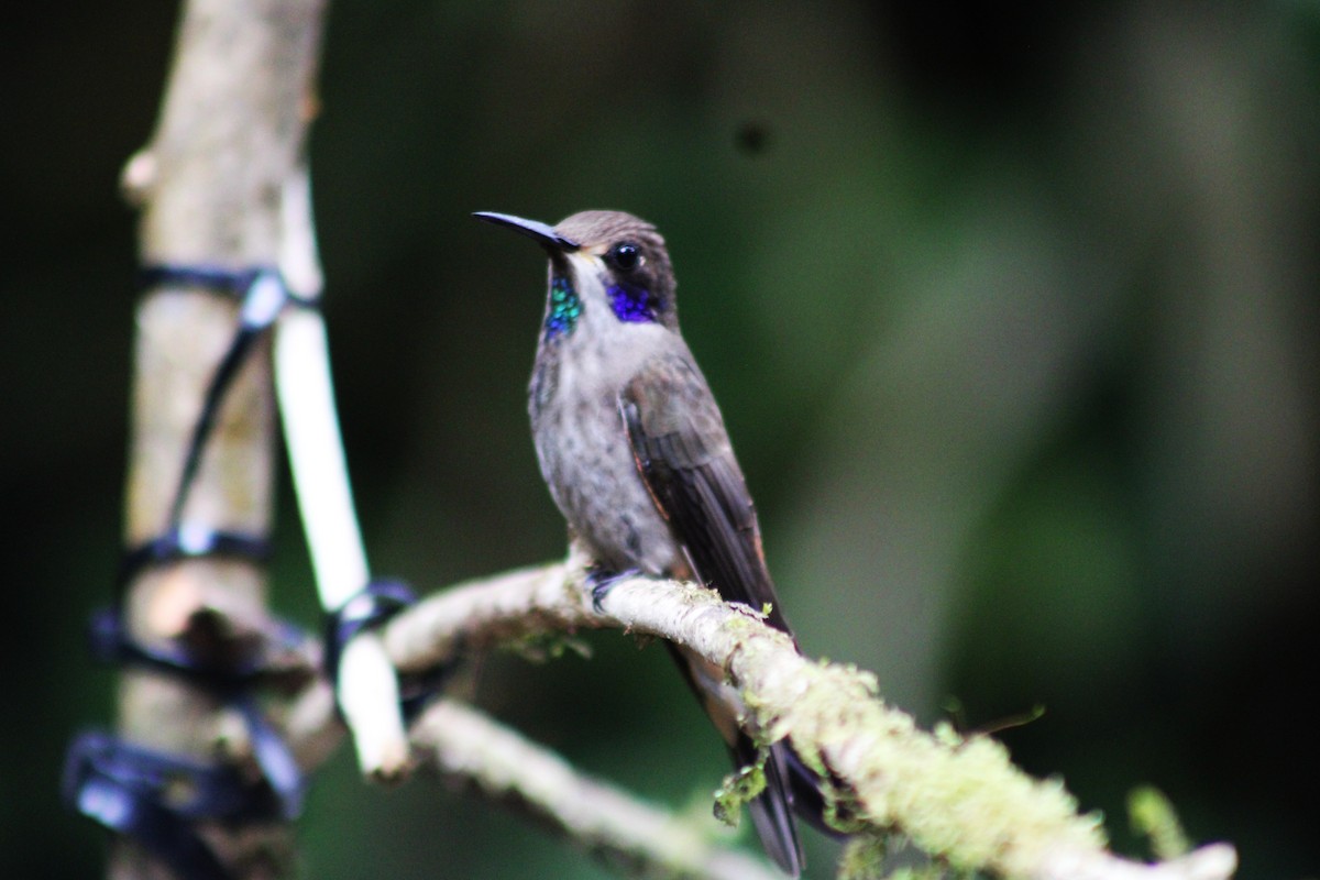 Braun-Veilchenohrkolibri - ML646187803