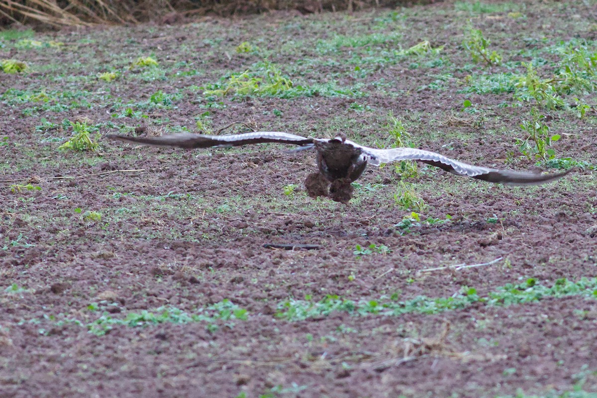 Kanadamöwe - ML646187804