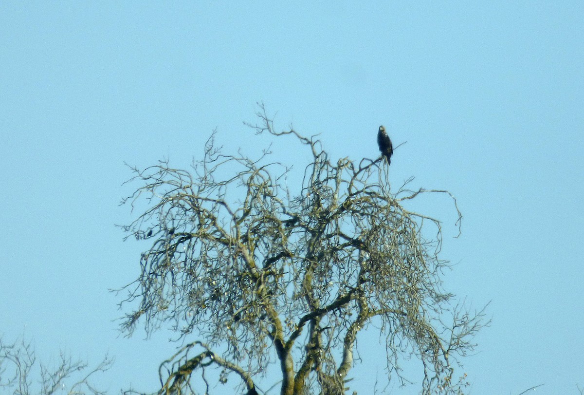 Spanish Eagle - ML646187807