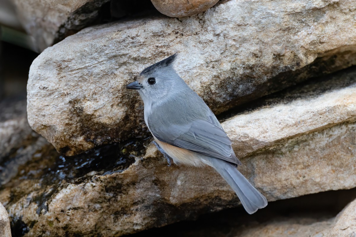 Schwarzhäubchenmeise - ML646187808