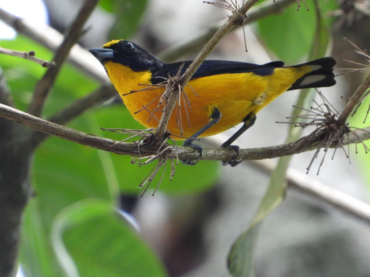 Dickschnabelorganist - ML646187809