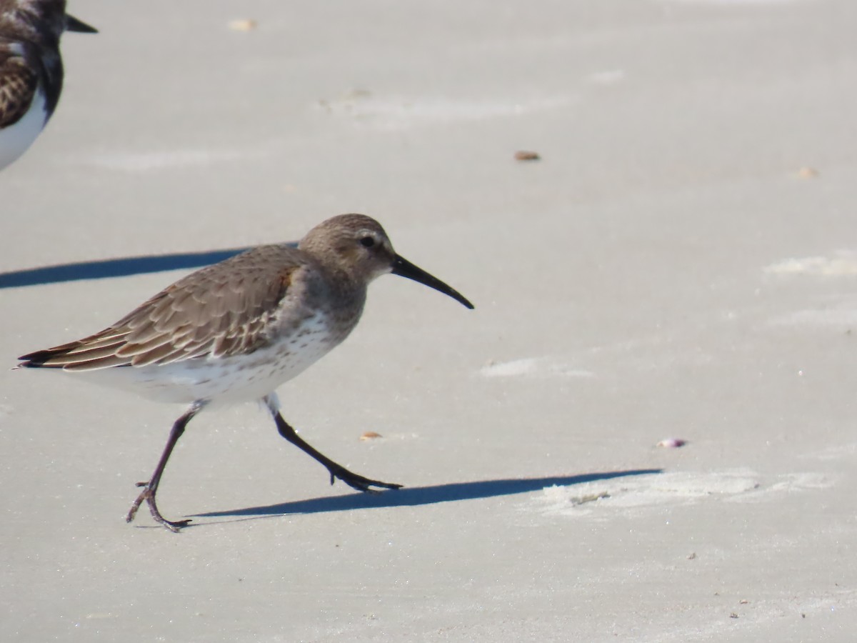 Alpenstrandläufer - ML646187810