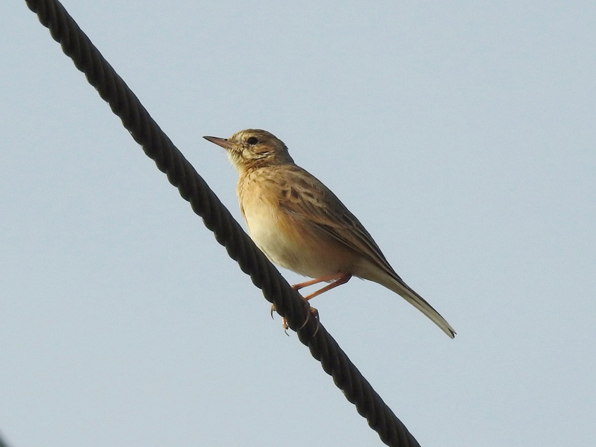 Orientspornpieper - ML646187812