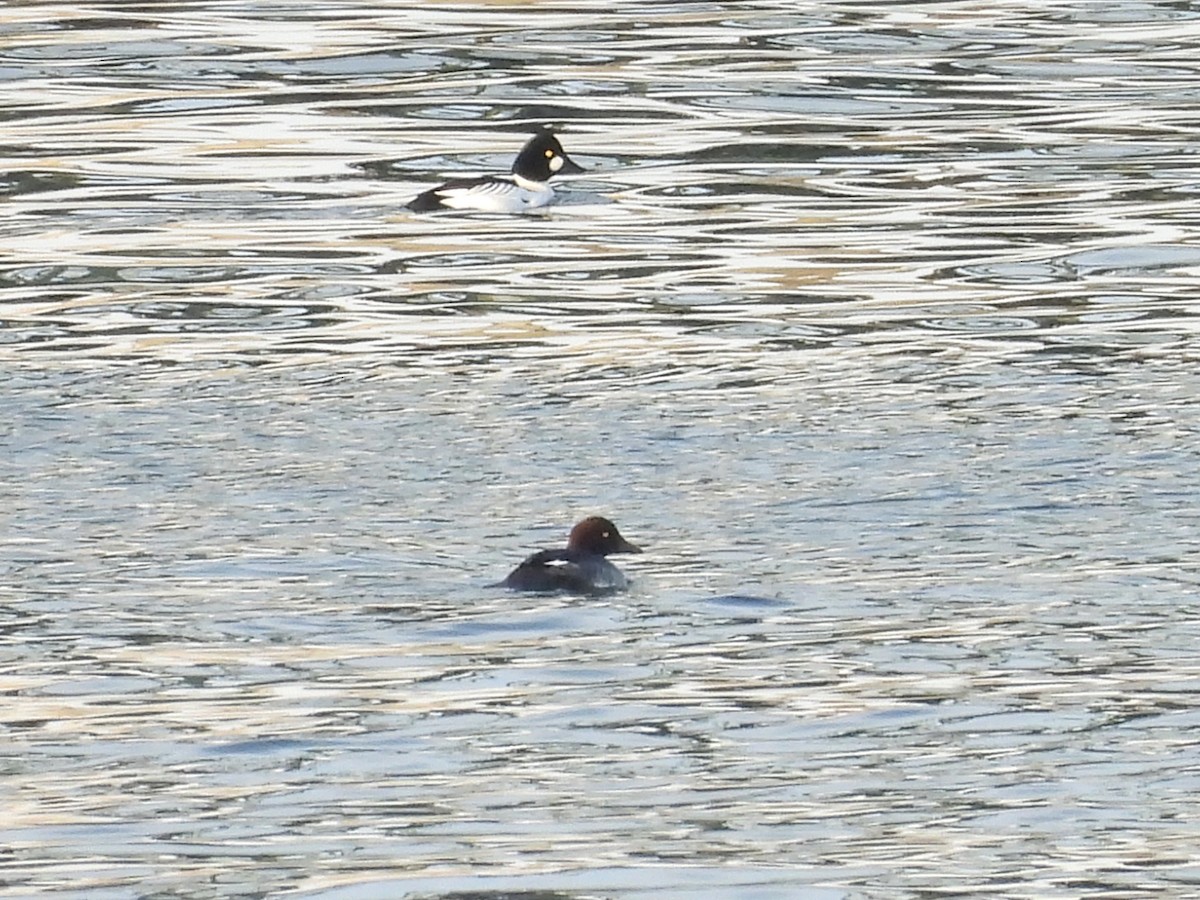 Schellente - ML646187813