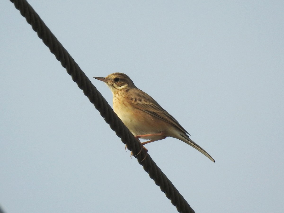 Orientspornpieper - ML646187814