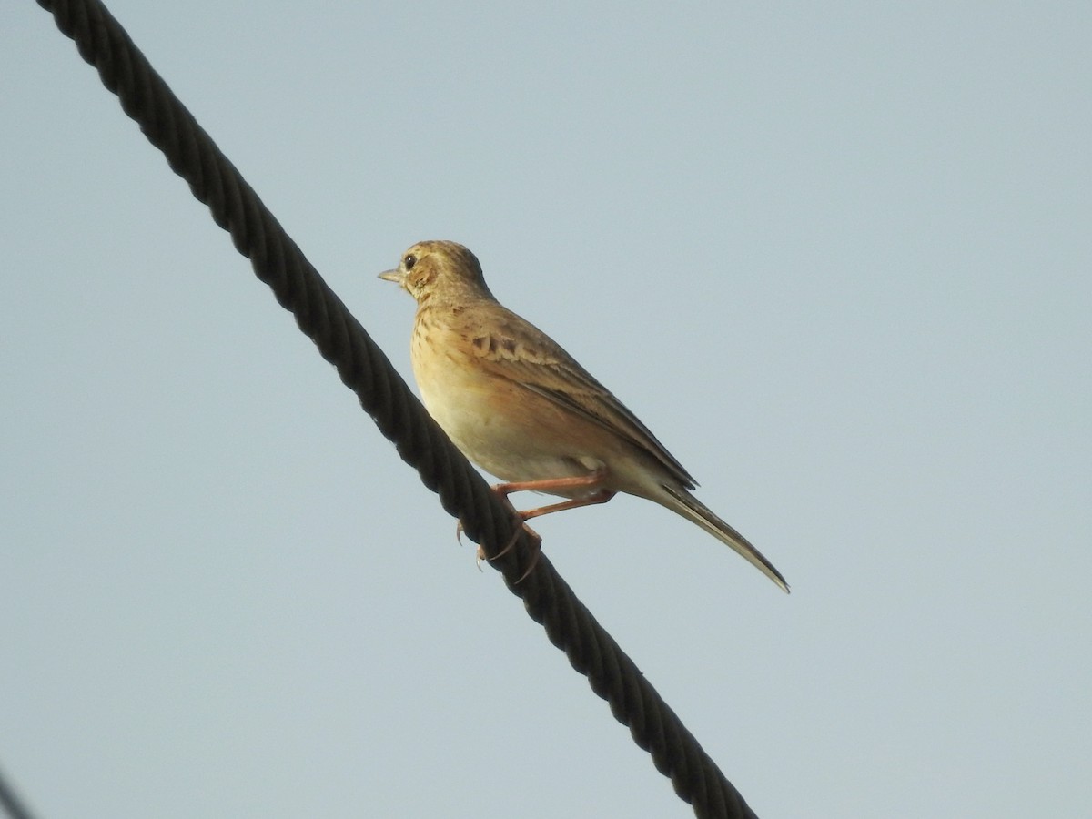 Orientspornpieper - ML646187815