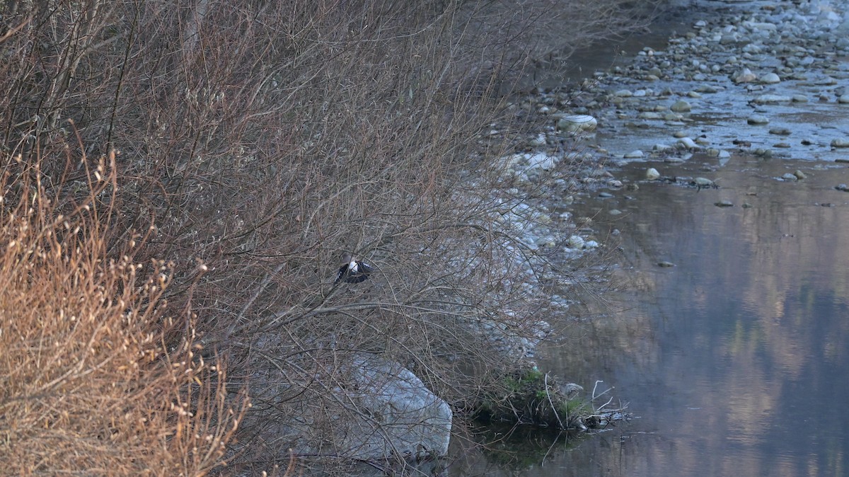 Eichelhäher - ML646187818