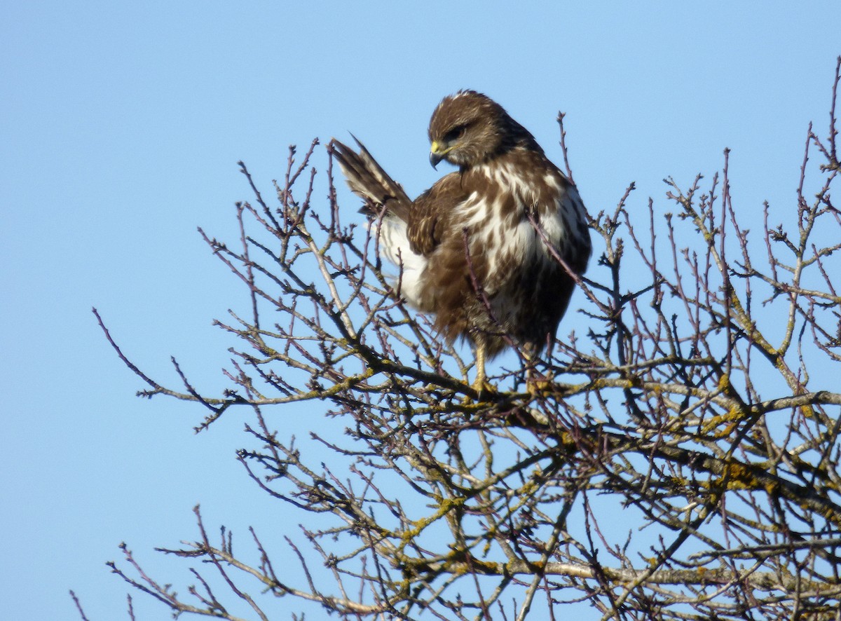 Mäusebussard - ML646187820