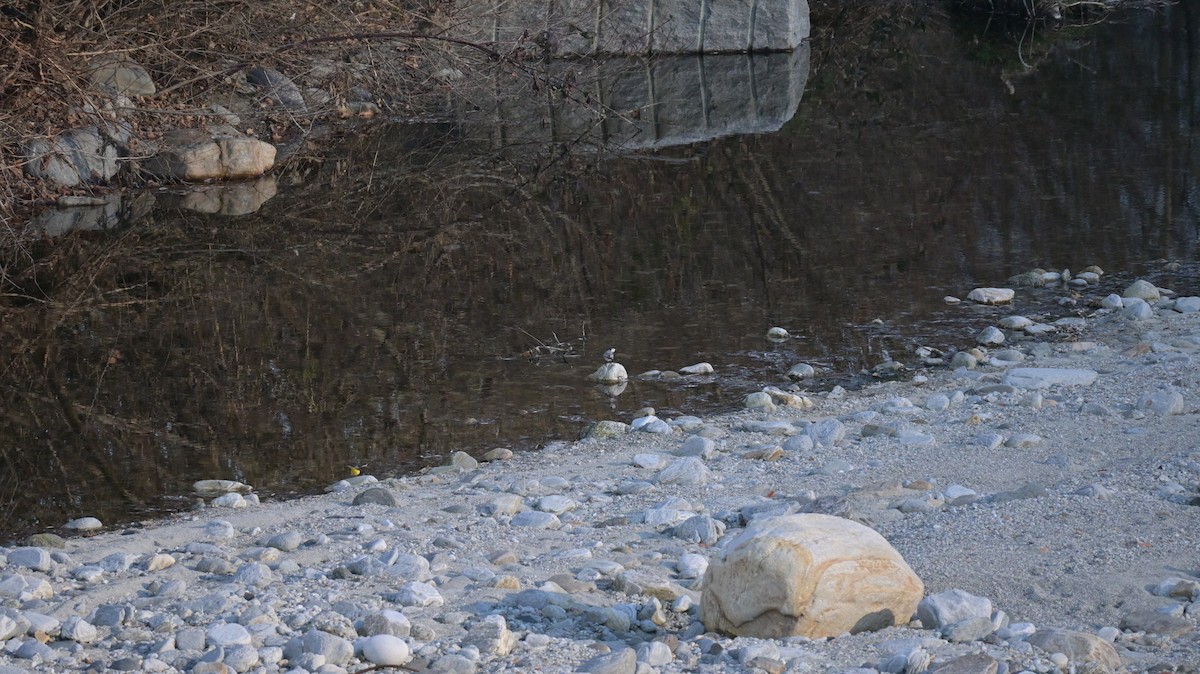 White Wagtail - ML646187821