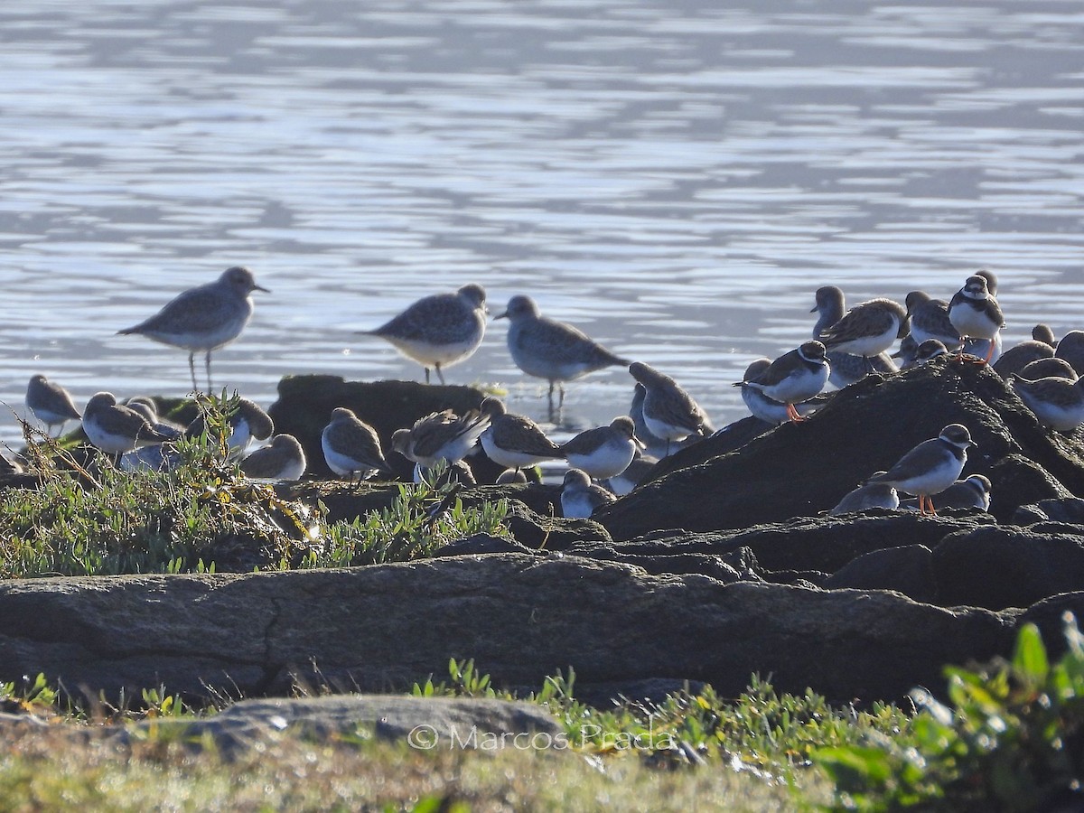 Dunlin - ML646187823