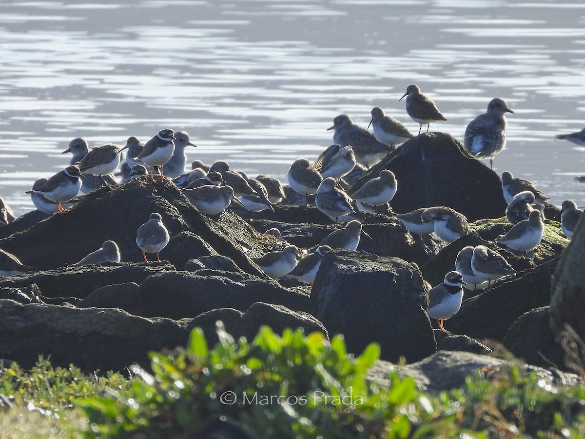 Dunlin - ML646187824