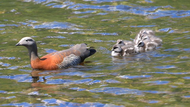 Gri Başlı Kaz - ML646187828