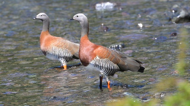 Gri Başlı Kaz - ML646187829