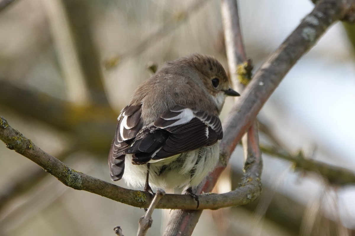 European Pied Flycatcher - ML646187830