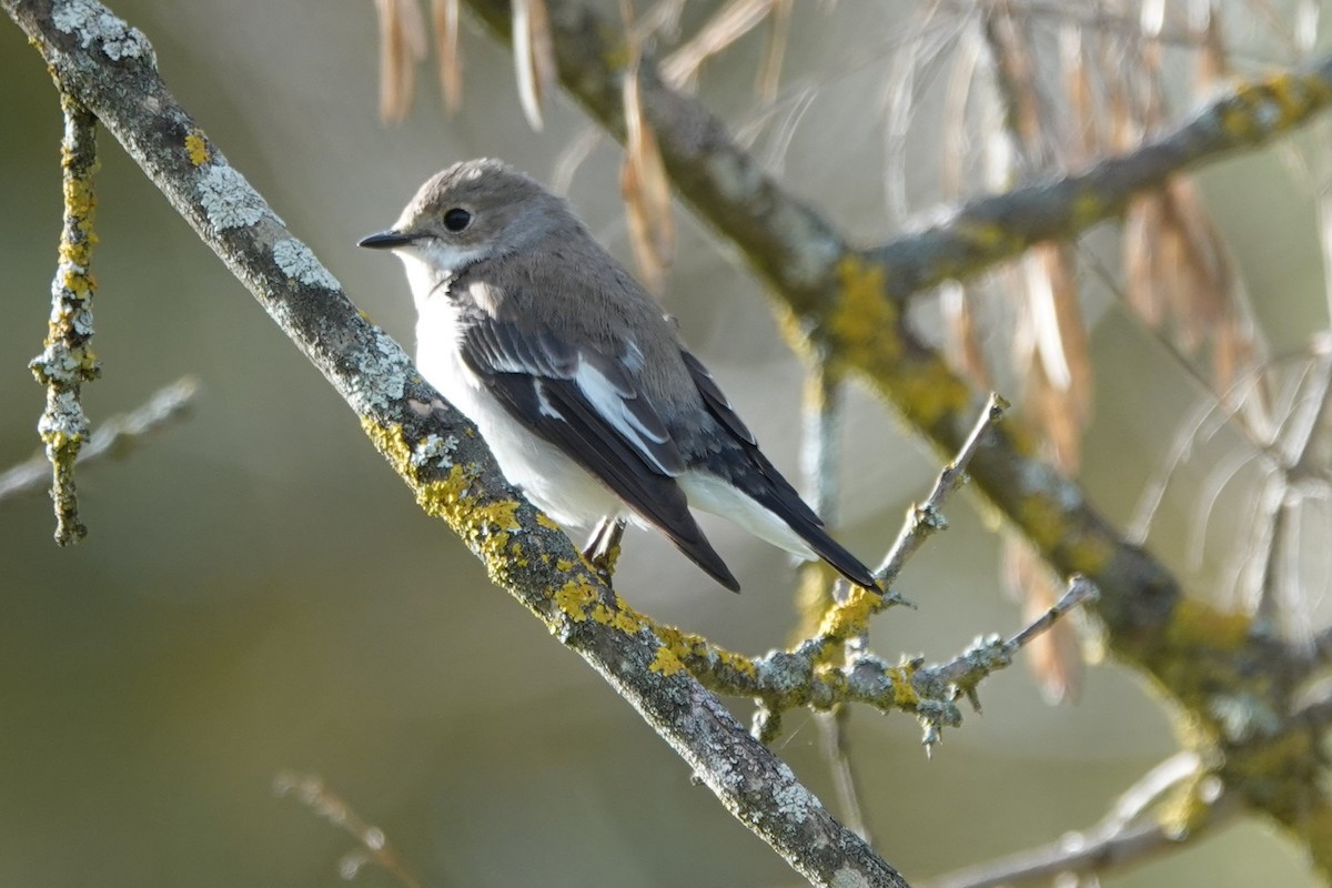 European Pied Flycatcher - ML646187831