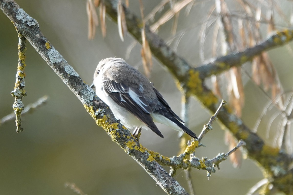 European Pied Flycatcher - ML646187832