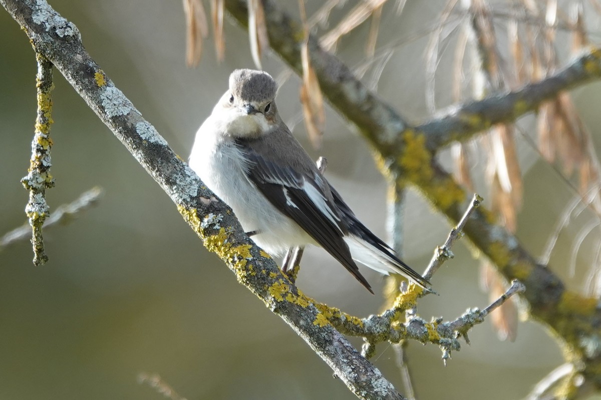 European Pied Flycatcher - ML646187833