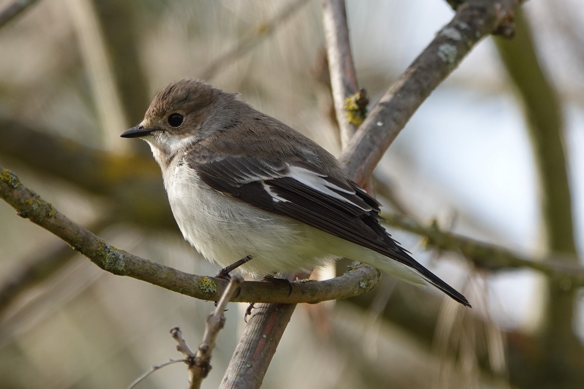 European Pied Flycatcher - ML646187834