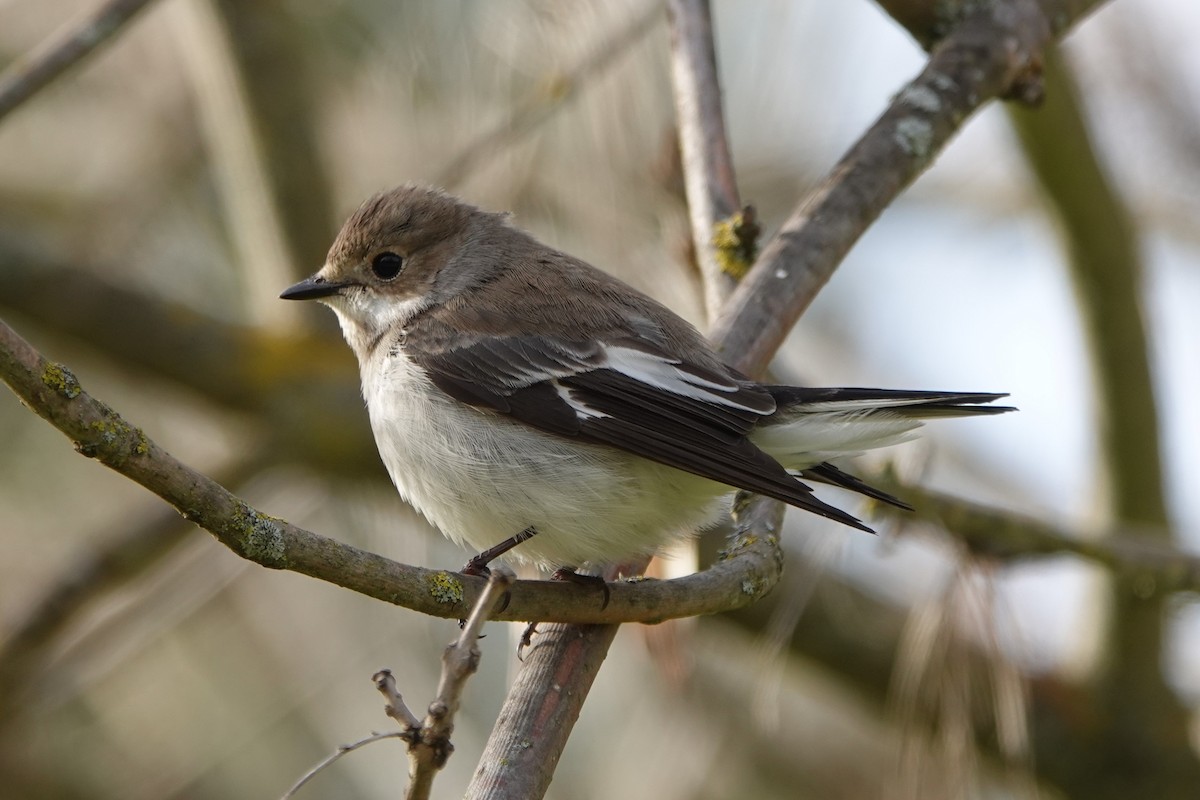 European Pied Flycatcher - ML646187835