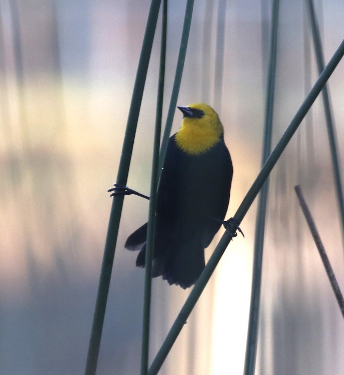 Yellow-hooded Blackbird - ML646187841