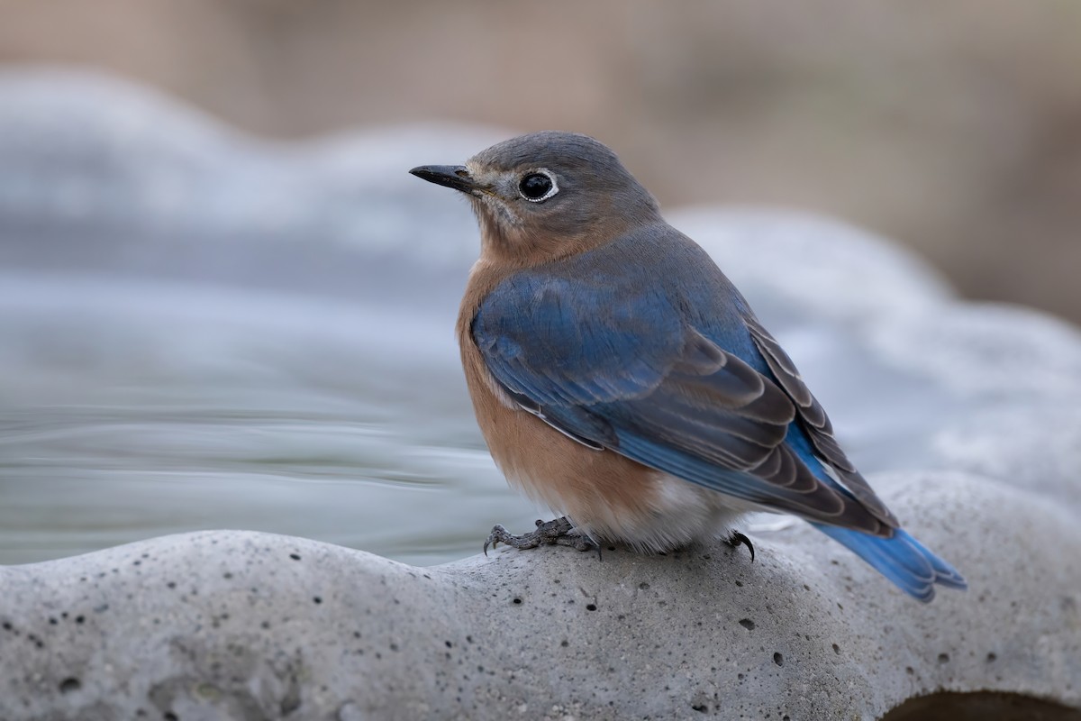 Eastern Bluebird - ML646187846
