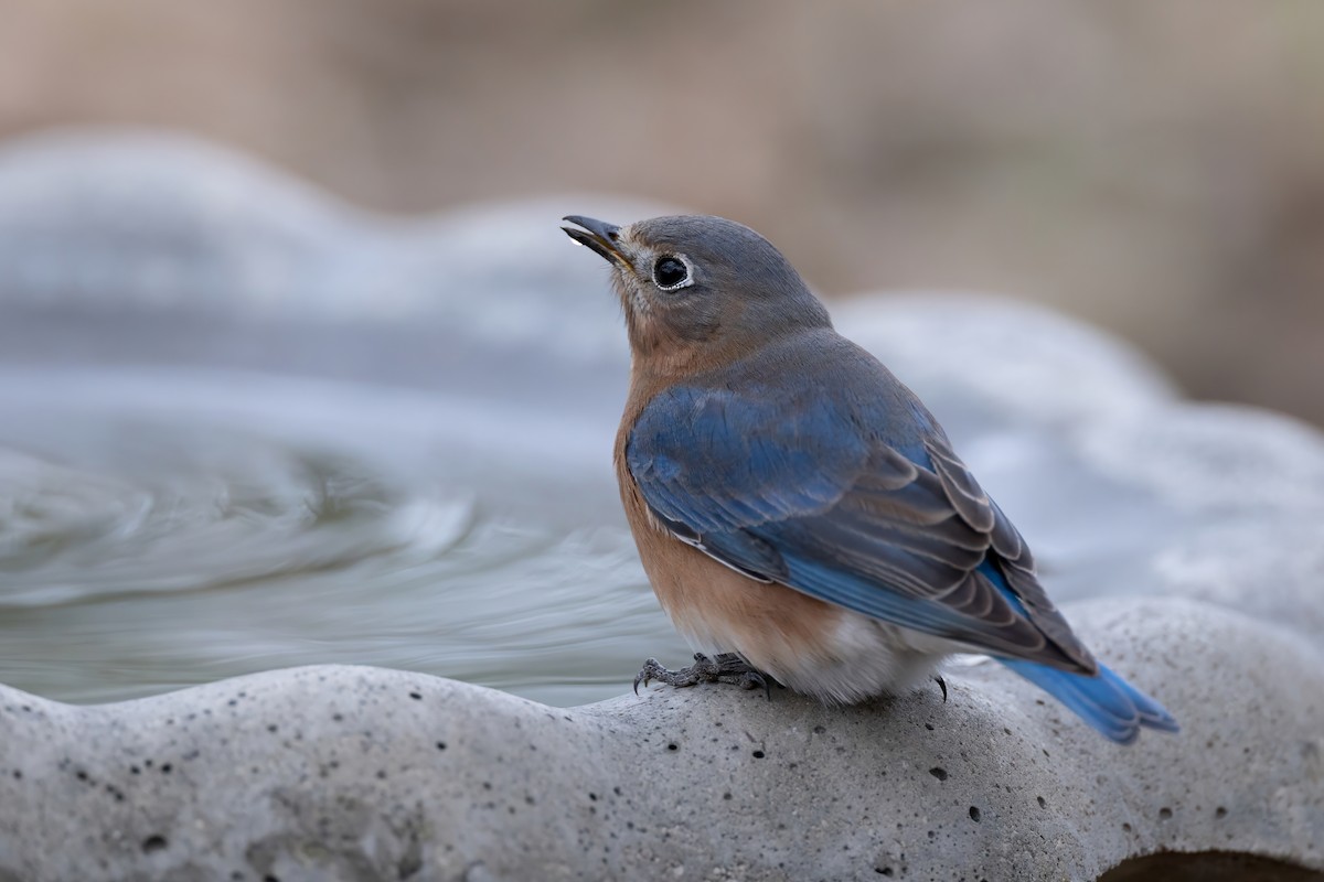 Eastern Bluebird - ML646187847