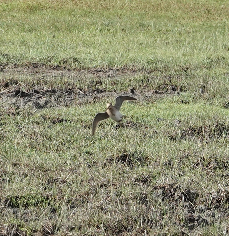 ハリオシギ - ML646187849