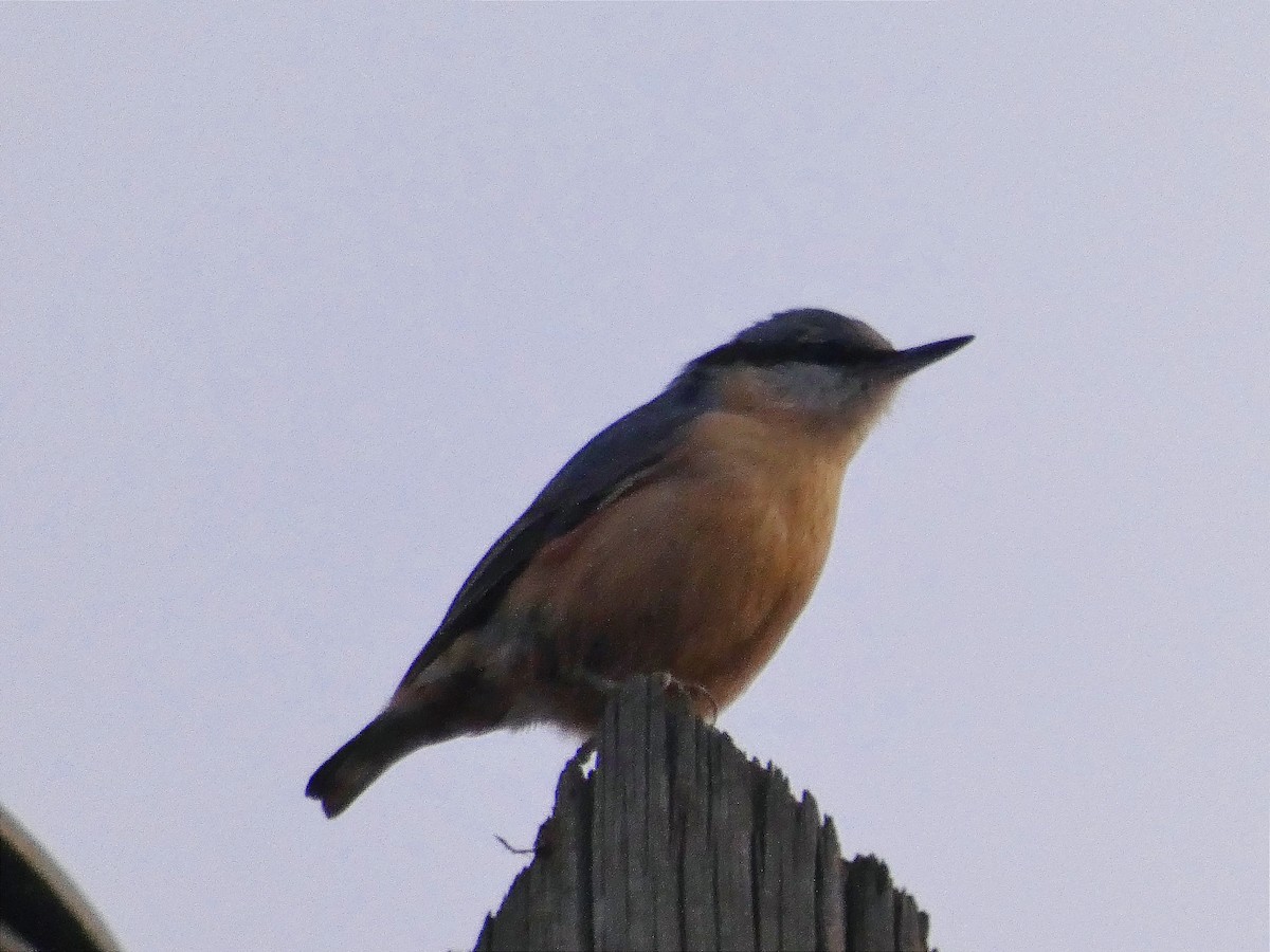 Garrapo eurasiarra - ML646187850