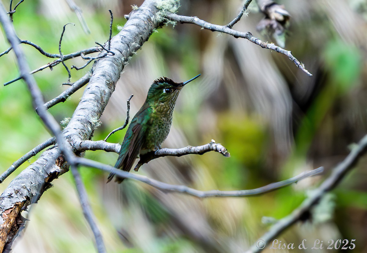 Green-backed Firecrown - ML646187852
