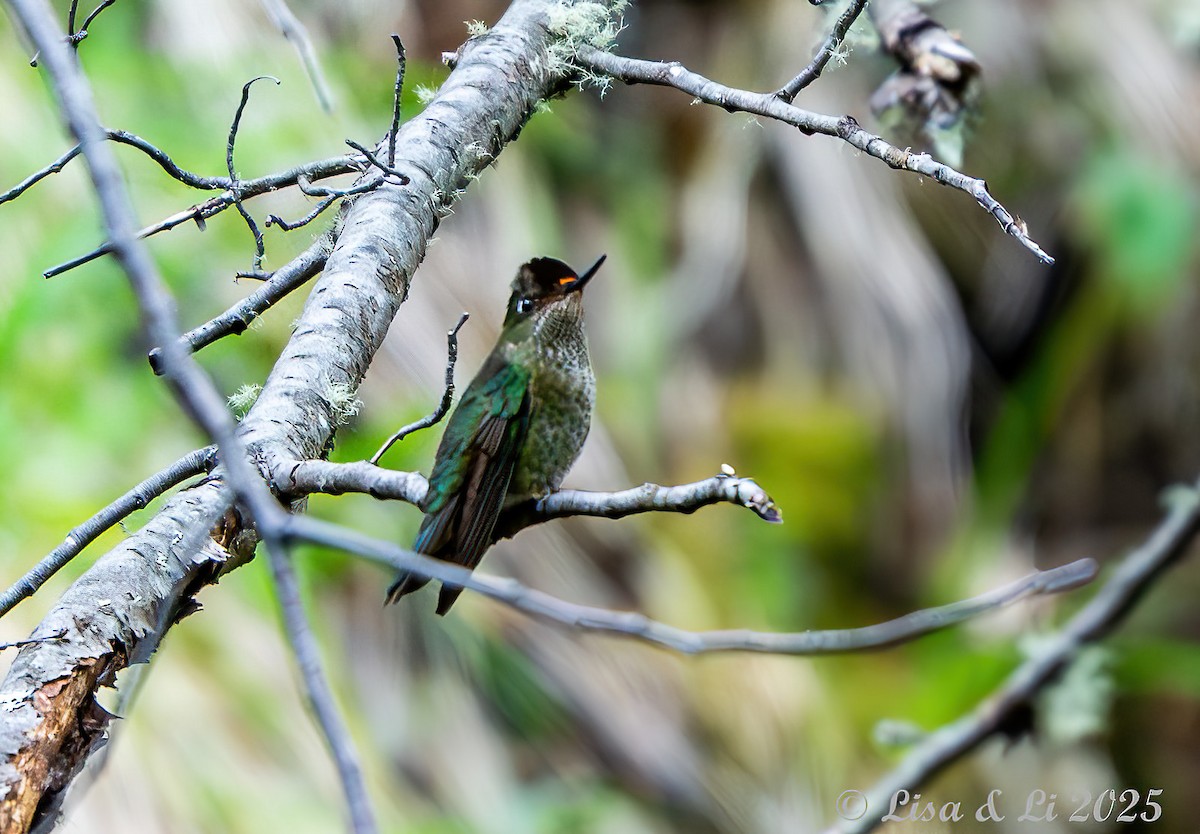 Green-backed Firecrown - ML646187853