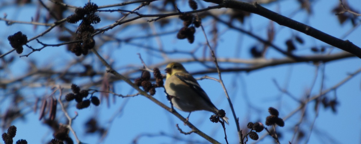 čížek žlutý - ML646187854