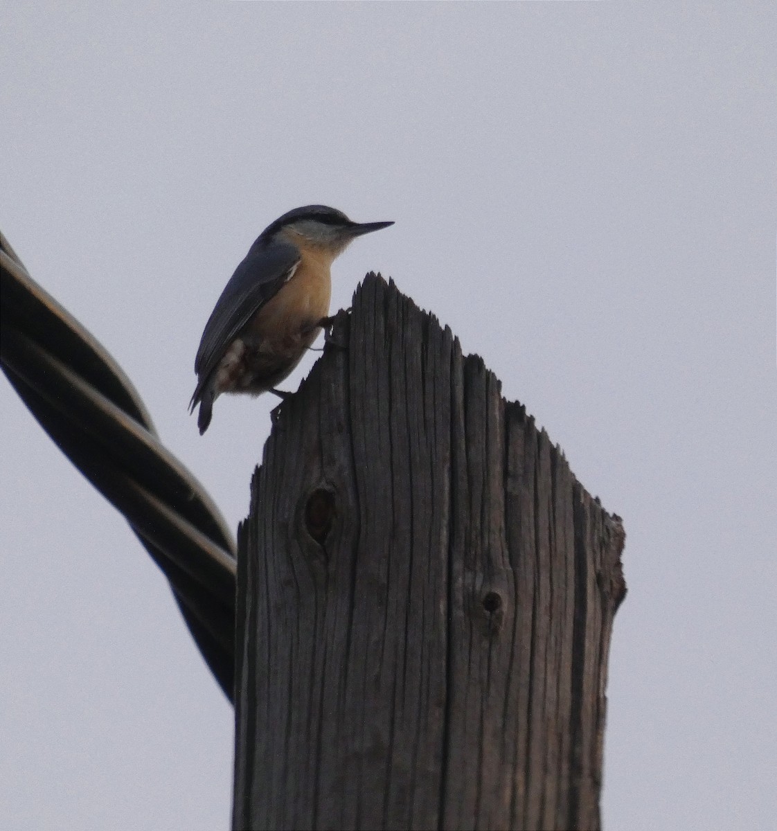 Garrapo eurasiarra - ML646187855