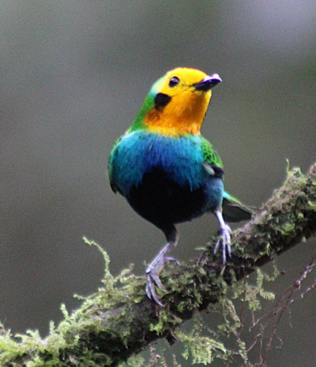 Schwarzohr-Bunttangare - ML646187858