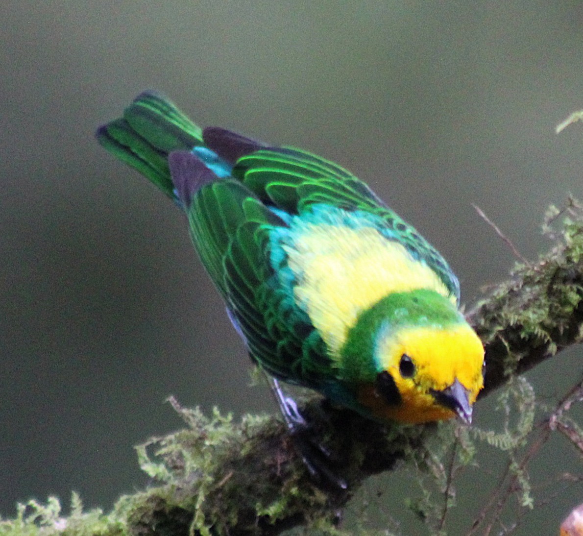 Schwarzohr-Bunttangare - ML646187859