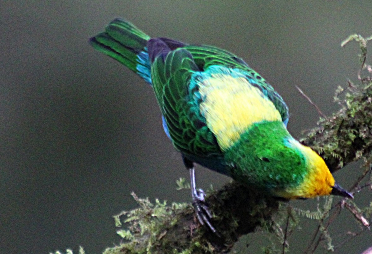 Schwarzohr-Bunttangare - ML646187860