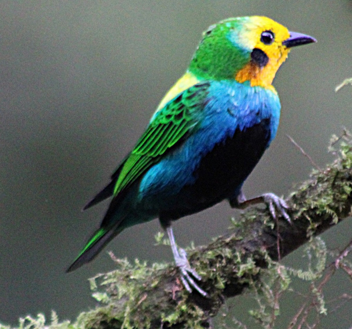 Schwarzohr-Bunttangare - ML646187861