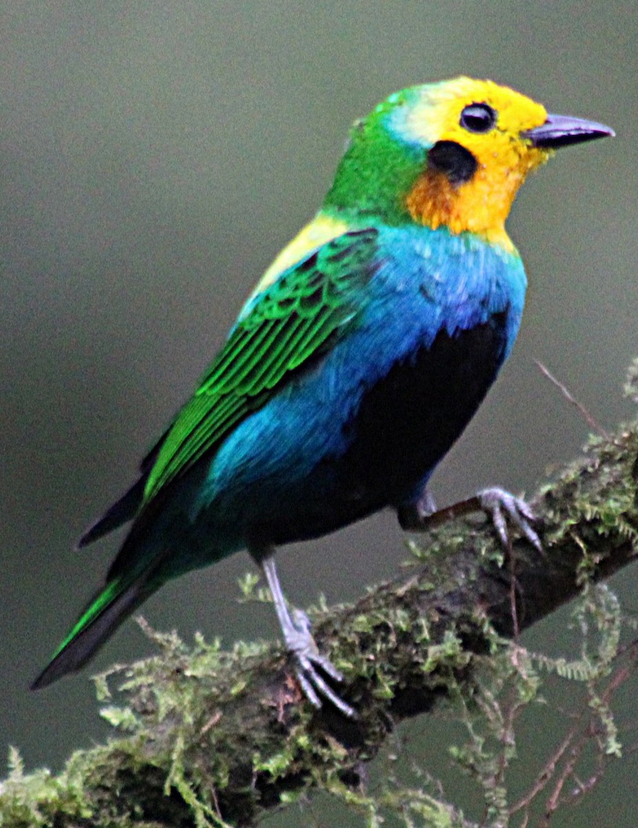 Schwarzohr-Bunttangare - ML646187862