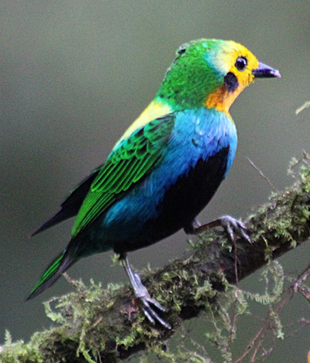 Schwarzohr-Bunttangare - ML646187863