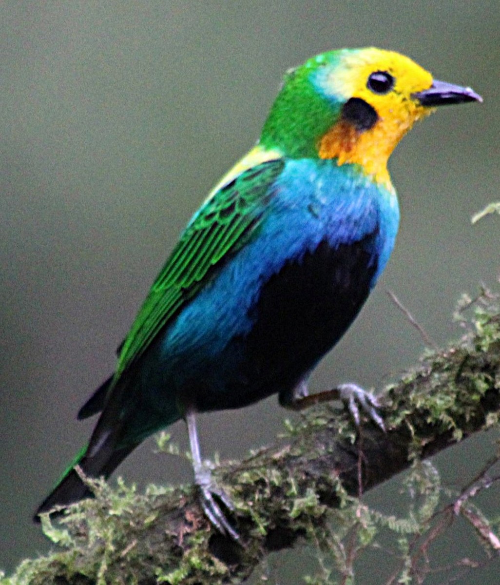 Schwarzohr-Bunttangare - ML646187864