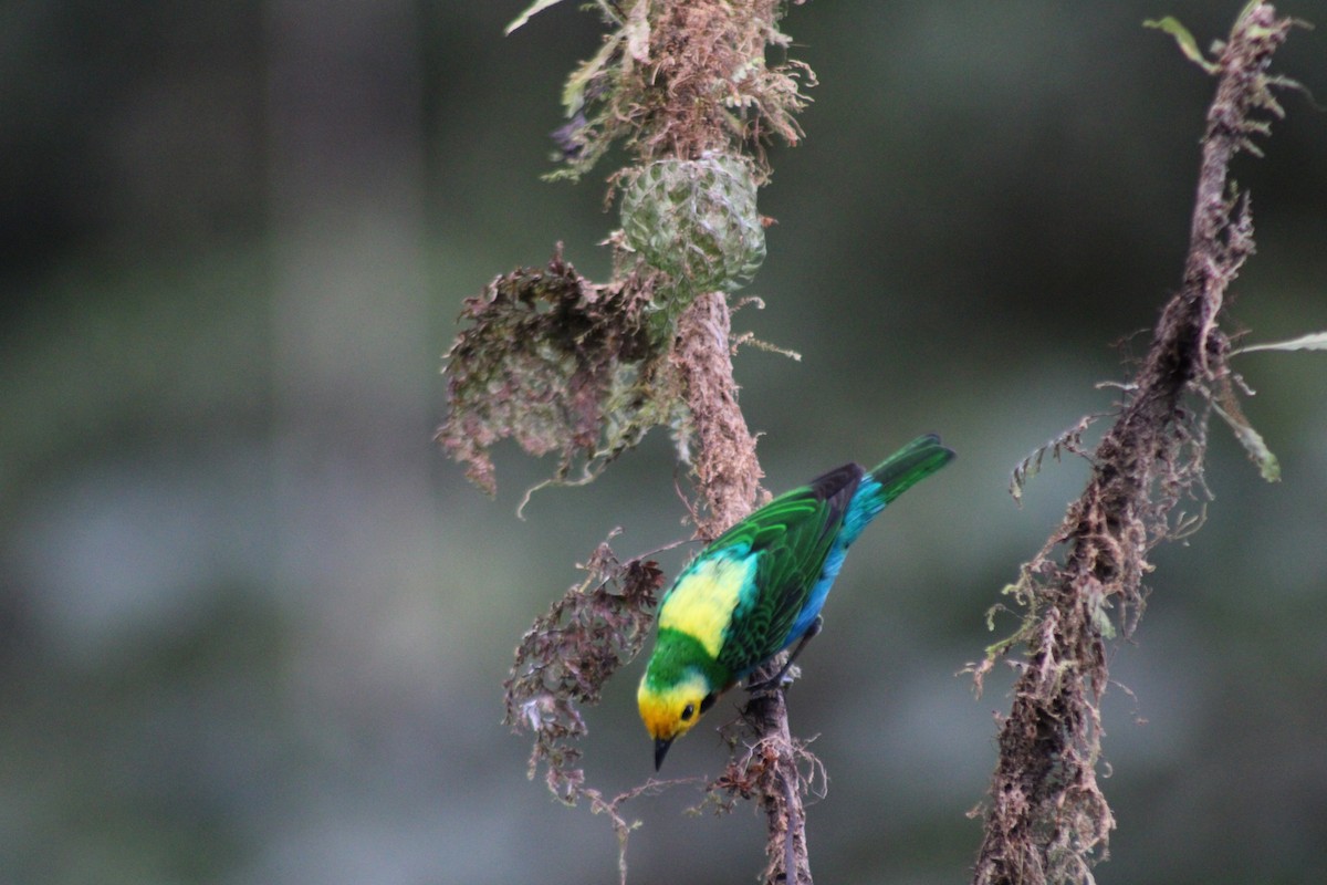 Schwarzohr-Bunttangare - ML646187865